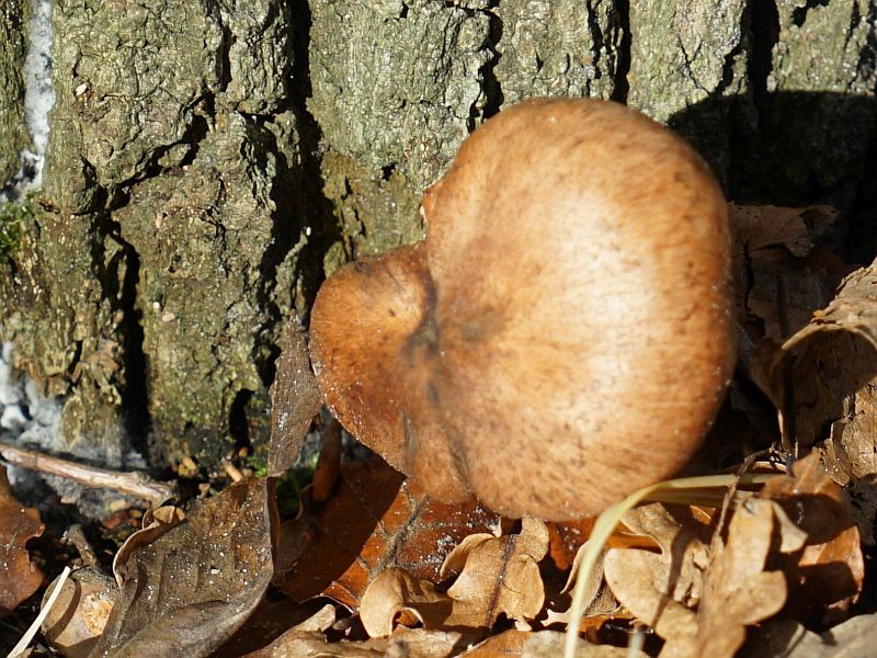 Oisterwijk 16.jpg - Oisterwijk